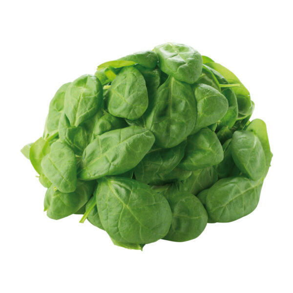 Spinacino